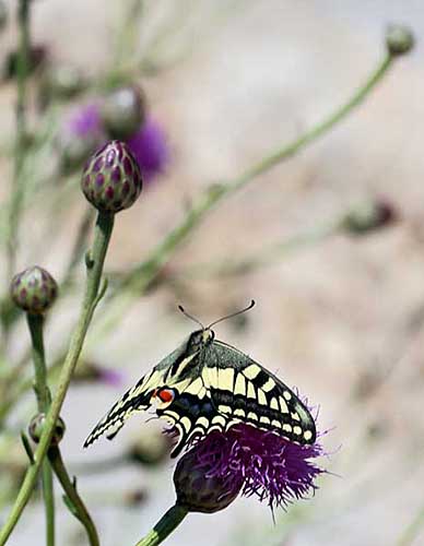 Эндемичный мальтийский махаон Swallowtail butterfly на цветущем Мальтийском Горном васильке(национальный цветок Мальты). 2013