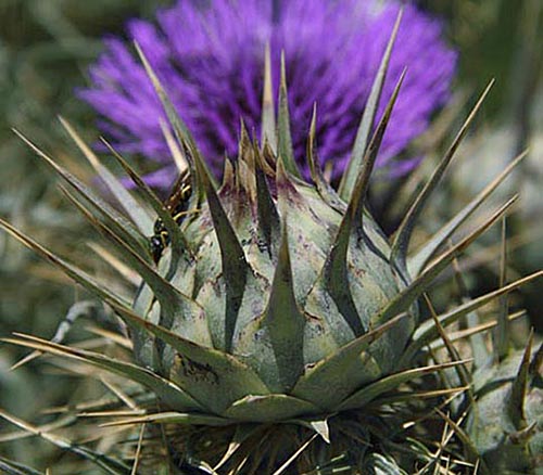 Гозо. Дикий артишок (Cynara cardunculus). 2012